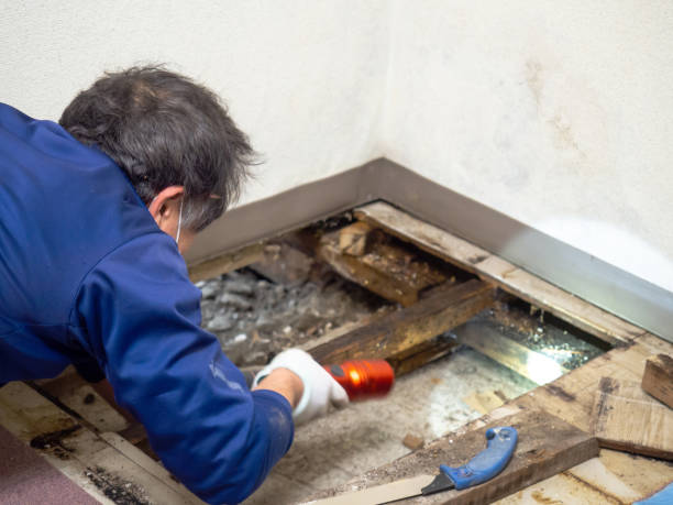 Best Mold Remediation Services  in Romney, WV