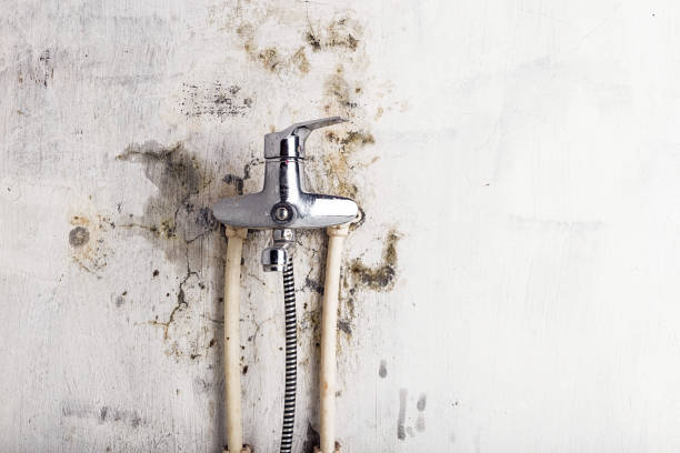Best Office Mold Removal Services  in Romney, WV