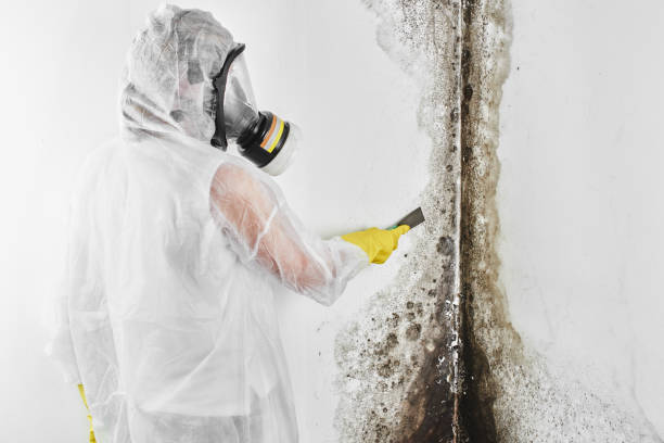 Best Toxic Mold Removal  in Romney, WV