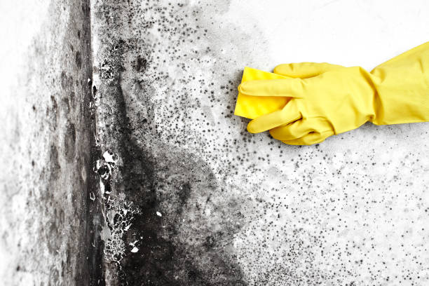 Best Crawl Space Mold Removal  in Romney, WV