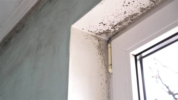 Best Black Mold Removal  in Romney, WV
