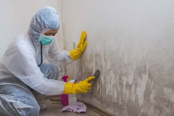 Best Commercial Mold Removal  in Romney, WV