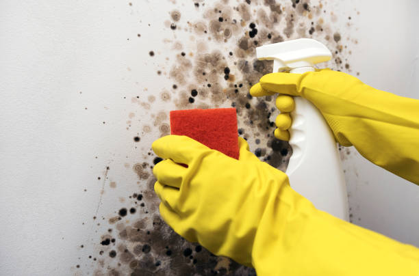 Best Mold Remediation  in Romney, WV