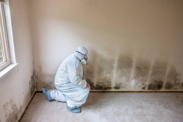 Best Mold Damage Repair  in Romney, WV