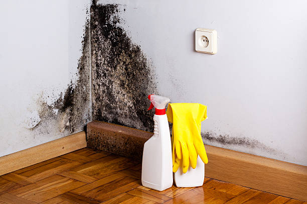 Best Certified Mold Removal  in Romney, WV