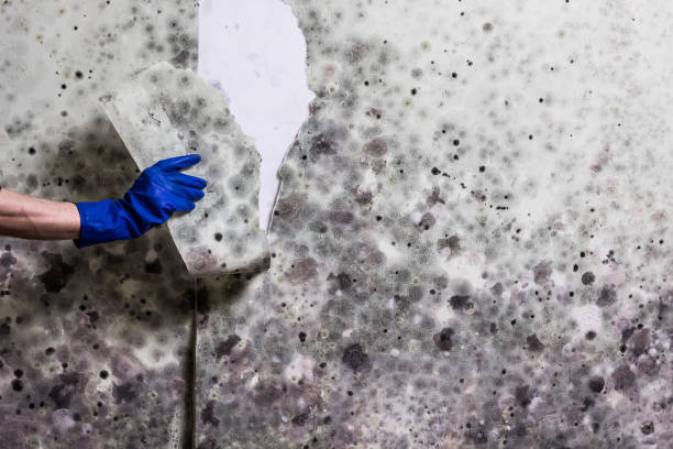 Best Toxic Mold Removal  in Romney, WV