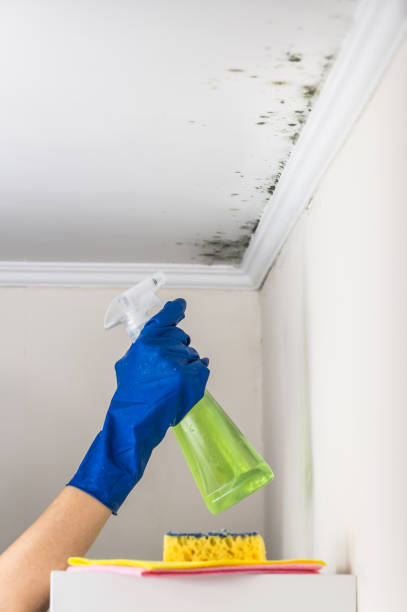 Best Office Mold Removal Services  in Romney, WV